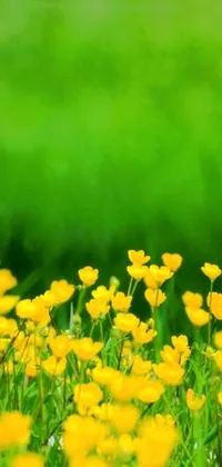The flowers Live Wallpaper