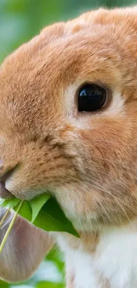 Cute Rabbit  Live Wallpaper