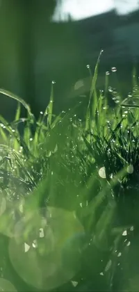 Plant Water Liquid Live Wallpaper