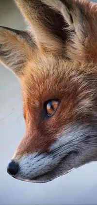 Red Fox Dog Breed Carnivore Live Wallpaper