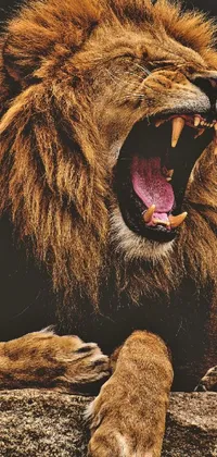 Roar Brown Bear Jaw Live Wallpaper