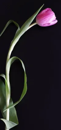 Tulip in dark background Live Wallpaper