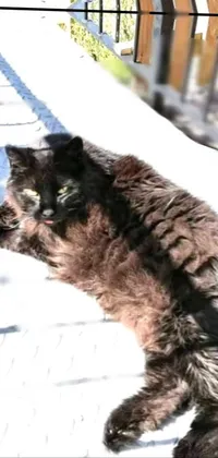 the best cat ever Live Wallpaper