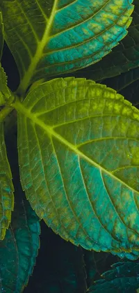 leaf Live Wallpaper