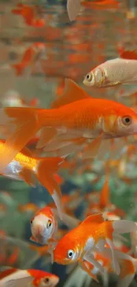 gold fish animated wallpaper
