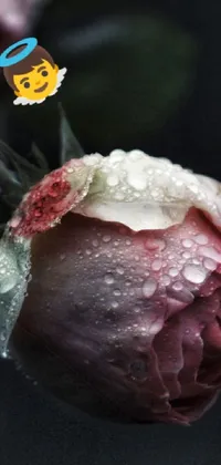 rose Live Wallpaper