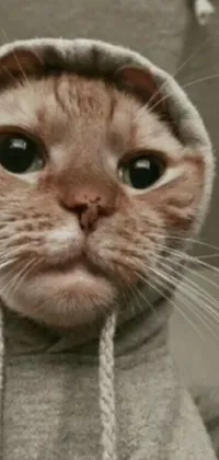 Head Cat Eye Live Wallpaper