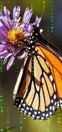 butterfly hacker Live Wallpaper