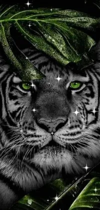 stunning tiger  Live Wallpaper