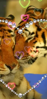Tigers in love Live Wallpaper