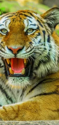 Tiger's roar...🐯 Live Wallpaper