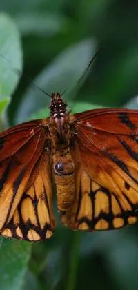 butterfly Live Wallpaper
