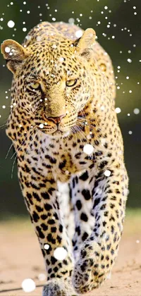 Head Eye Felidae Live Wallpaper