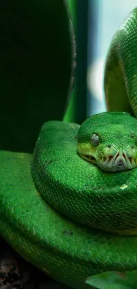 Snake Reptile Smooth Greensnake Live Wallpaper