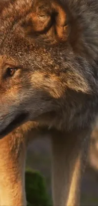 Head Eye Carnivore Live Wallpaper