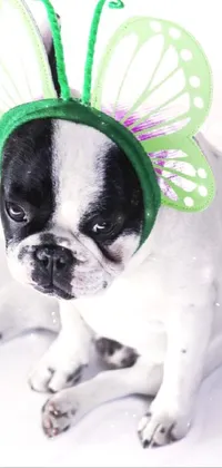 Frenchie and his/her butterflies Live Wallpaper