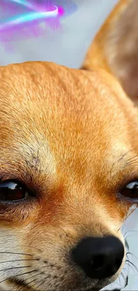 pet dog Live Wallpaper