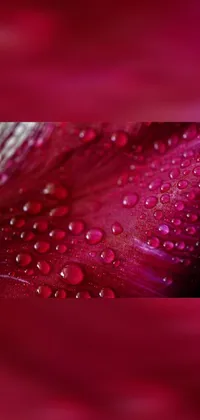 Water Liquid Plant Live Wallpaper