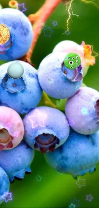 Tiku's Berries Live Wallpaper