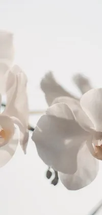 white orchid Live Wallpaper
