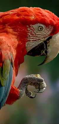 Bird Beak Parrot Live Wallpaper