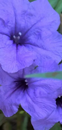 flowers Live Wallpaper