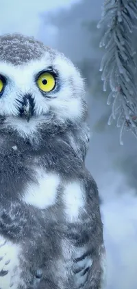 snow owl  Live Wallpaper