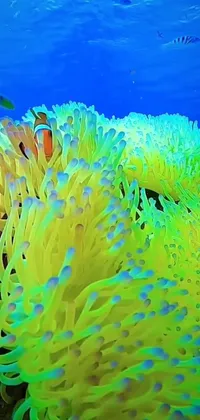 Water Blue Natural Environment Live Wallpaper