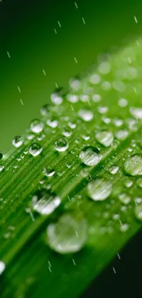 dewdrops  Live Wallpaper