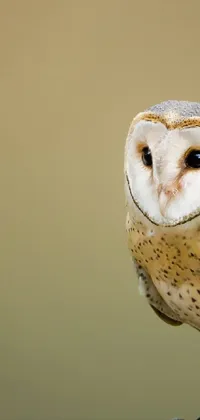 owl Live Wallpaper - free download