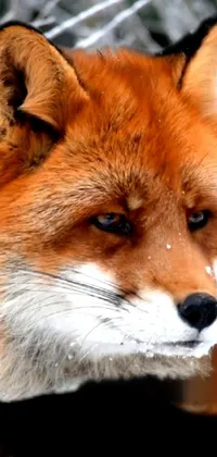 Red Fox Carnivore Mammal Live Wallpaper