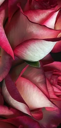 flower red Live Wallpaper
