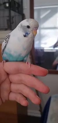 Bird Hand Parrot Live Wallpaper