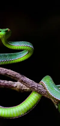 Green Reptile Terrestrial Plant Live Wallpaper