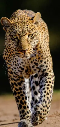Carnivore Organism Leopard Live Wallpaper