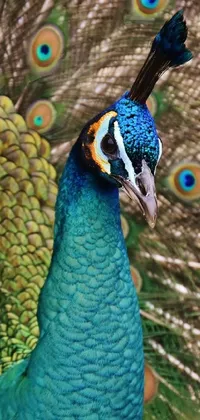 peacock  Live Wallpaper