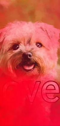 dogs Live Wallpaper