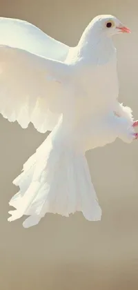 abc Live Wallpaper