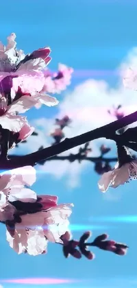 Flower and sky Live Wallpaper