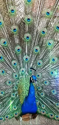 peacock Live Wallpaper