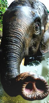 animal  Live Wallpaper