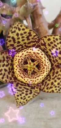 exotic flowers  Live Wallpaper