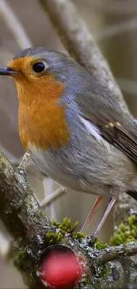 t Live Wallpaper