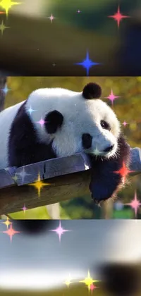 Panda Light Carnivore Live Wallpaper