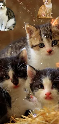 Kittens in a barn Live Wallpaper