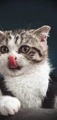 Cute Cat Stick-out-tongue live wallpaper - free download