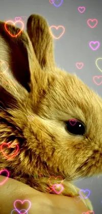 cutie bunny  Live Wallpaper