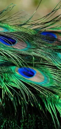 peacock design  Live Wallpaper