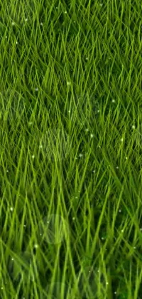 grass texture Live Wallpaper