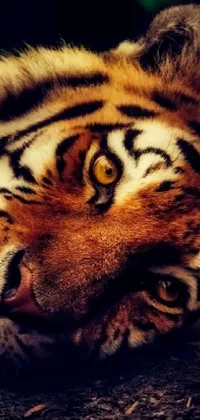 Smirking Sumatra Tiger Live Wallpaper - free download